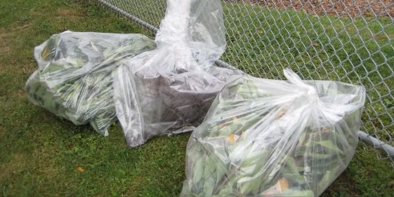 Plastic garbage bags containing cherry tree branches that were infected with bacterial canker. Causes of gummosis on cherry tree