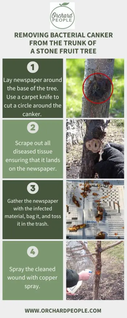 Info graphic showing four steps to removing canker from a stone fruit tree trunk. 