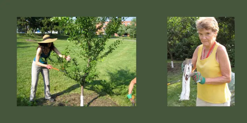 On left: Woman cuts down a Japanese plum tree with black knot in her community orchard. On right: Another woman shows black knot on the trunk of the tree.  North American native plums are less likely to get this common disease. Best plum trees to plant.