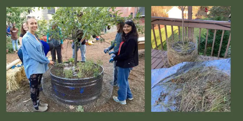 On left, volunteers placing a ring of chicken wire around a large potted fruit tree. They will soon insulate it with straw. On right, a potted fruit tree on a balcony. The pot is insulated with the pruned0off tops of dried ornamental grasses.