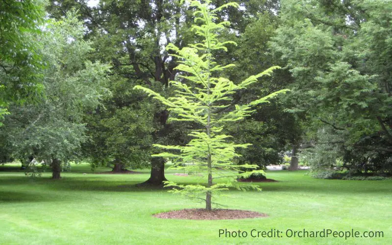 A beautiful tree in the Niagara Botanical Garden mulched with wood chips. Best wood mulch for fruit trees.