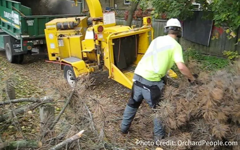 Man feeds pine needles and branches into a wood chipper to make arborist wood mulch.