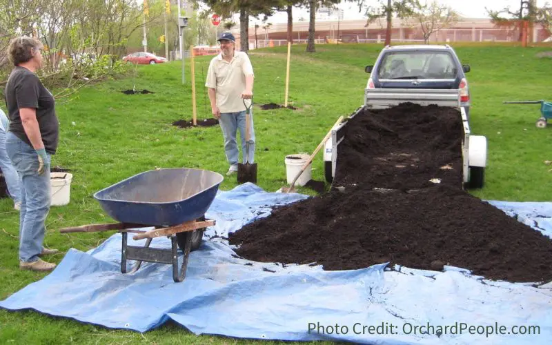 Two people talking. Compost is spread out on a tarp in a park where it is being used to mulch young fruit trees. Best wood mulch for fruit trees.