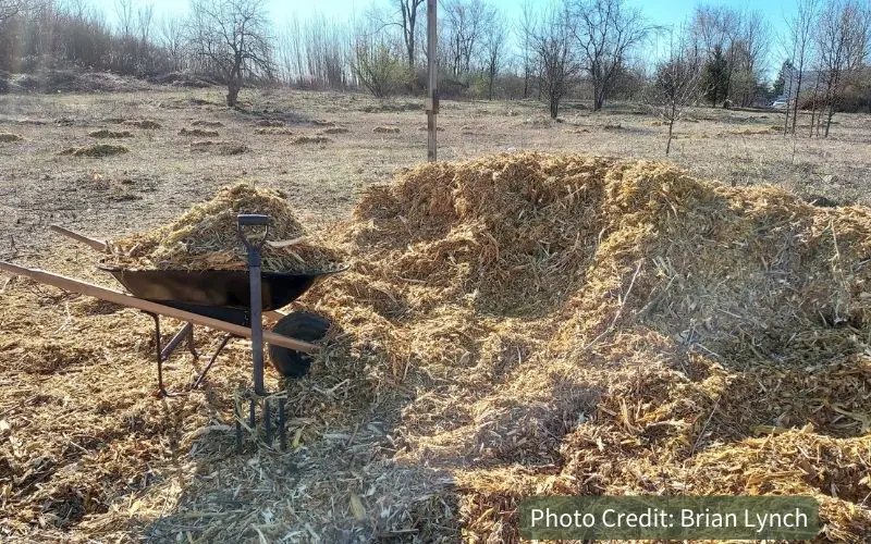 Wheelbarrow with a huge pile of arborist wood chip mulch in a young pawpaw orchard. Best wood chips for fruit trees.