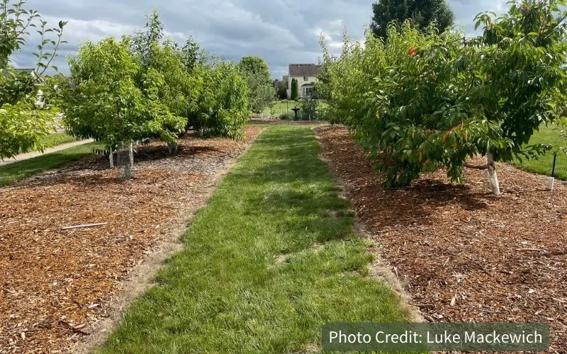 Two rows of fruit trees. Each row is mulched with arborist wood chips and the mulched area streches about 6 feet to each side of the trunk of the tree. Best wood chips for fruit trees.