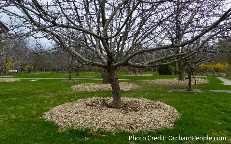 An heirloom apple tree mulched with wood chips at the Spadina House orchard in Toronto. During the dormant season.