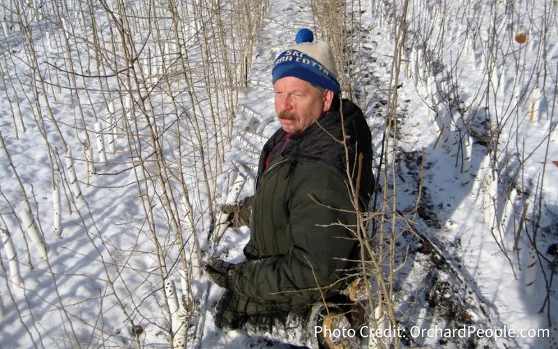 Man in a planting with rootstocks growing around him. 