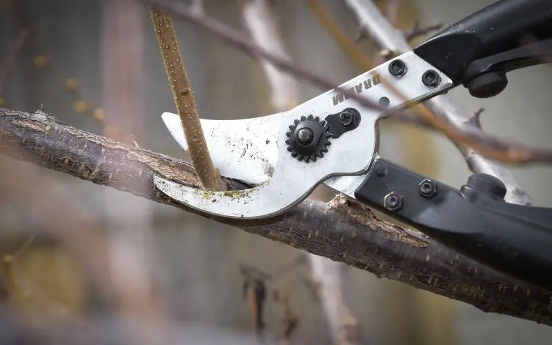 Lopper snipping a branch off an apple tree, close up. Growing apple trees.