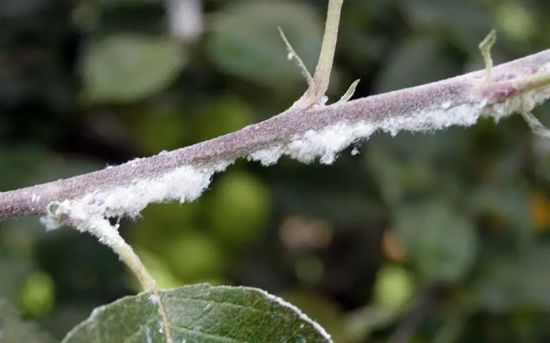 Wooly apple aphids on a stem of an apple tree. apple tree rootstock