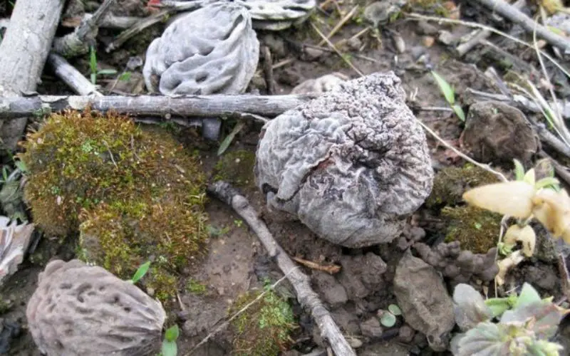 Beginner fruit tree care. Fruit mummies can overwinter in the leaf litter. If that happens and the fruit mummy is diseased, the pathogen will return the following year. Photo credit: Kerik Cox. 