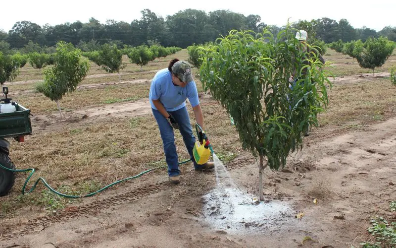 A farmer sprays the soil with a beneficial nematode based spray. How to Control Fruit Tree Pests with Beneficial Nematodes
