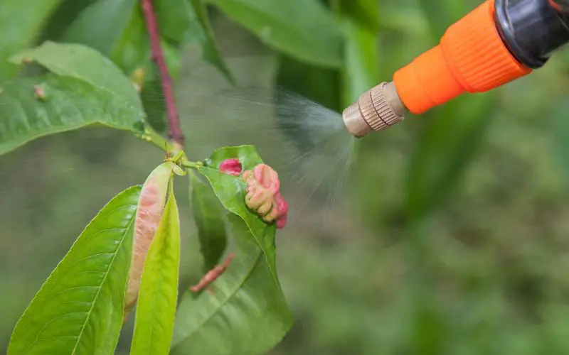 Close up of spray on a peach tree leaf. The leaf shows signs of peach leaf curl. Homemade fruit tree fertilizer, DIY fruit tree fertilizer, fruit tree fertilizer recipe. 