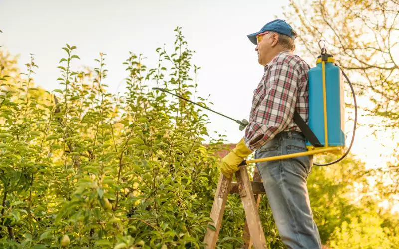 Man on ladder with backpack sprayer spraying fruit trees with DIY fruit tree fertilizer. Homemade fruit tree fertilizer, DIY fruit tree fertilizer, fruit tree fertilizer recipe. 