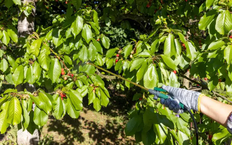 Close up of person's hand wearing garden gloves and using a wand to spray the leaves of a cherry tree with homemade fruit tree fertilizer. Homemade fruit tree fertilizer, DIY fruit tree fertilizer, fruit tree fertilizer recipe. 