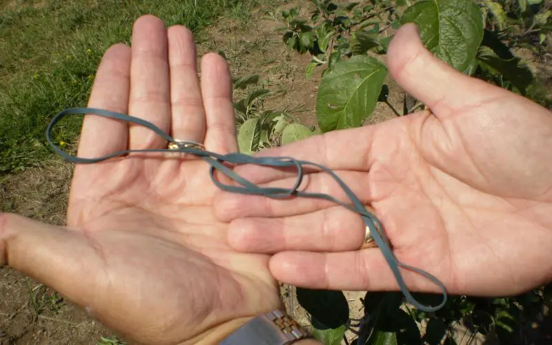 An Effective Way to Train Apple Branches: Apple Bands!