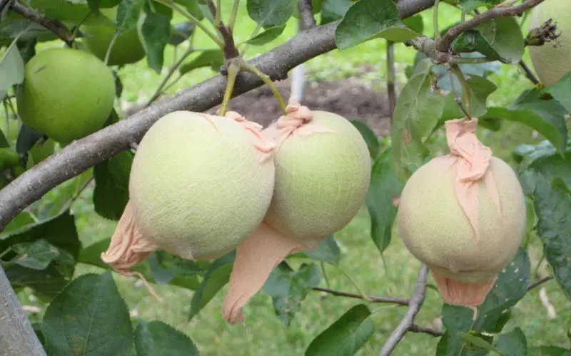 Three apples on a tree covered with orchard sox. how to get rid of apple maggots