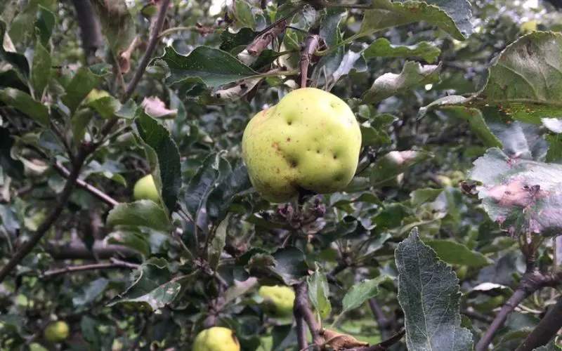 Green apple on tree with indentations indicating apple maggot damage. How to get rid of apple maggots.