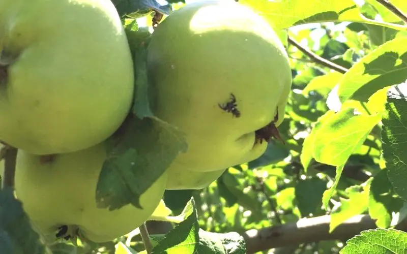 Apple maggot fly on a green apple. how to get rid of apple maggots