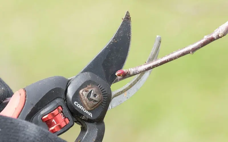 Close up of a hand pruner shortening a branch by cutting 1/4 of an inch past a healthy bud. 