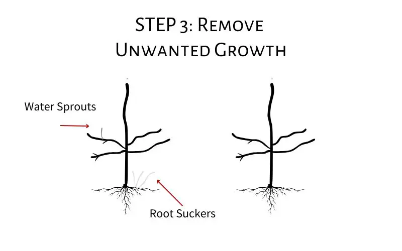 In this fruit tree pruning diagram, on the left you can see the young fruit tree with water sprouts and root suckers. On the right you can see what it will look like once you remove this unwanted growth. How to prune young fruit trees.