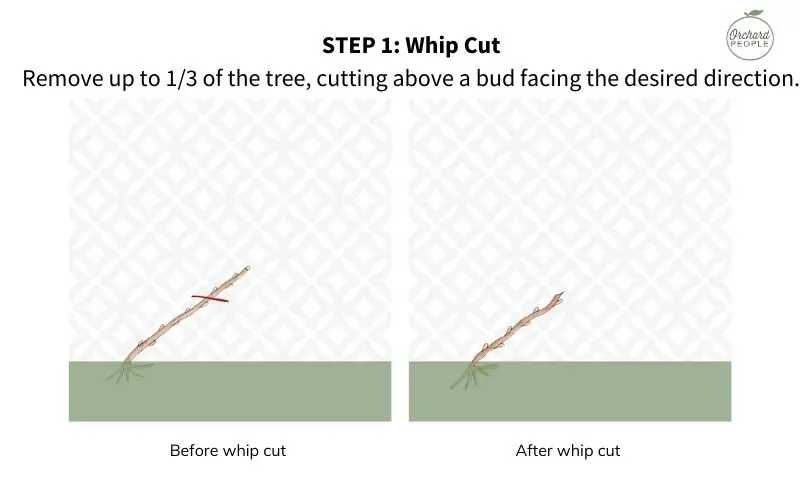 Step 1 in Winter espalier pruning illustration.