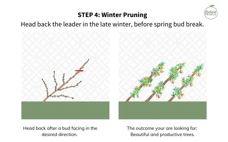 The Art of Espalier Pruning at Home in 4 Easy Steps