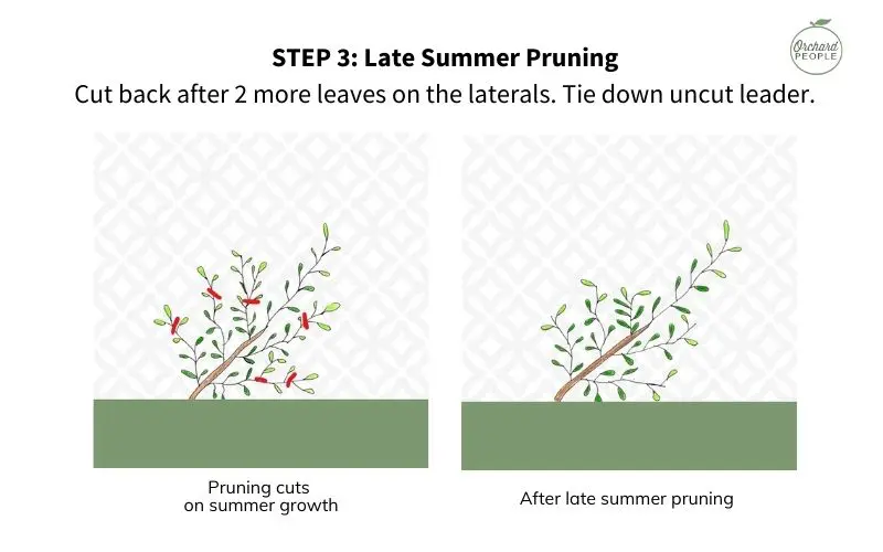 Step 3 in Winter espalier pruning illustration.