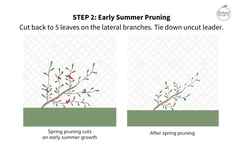 The Art of Espalier Pruning at Home in 4 Easy Steps