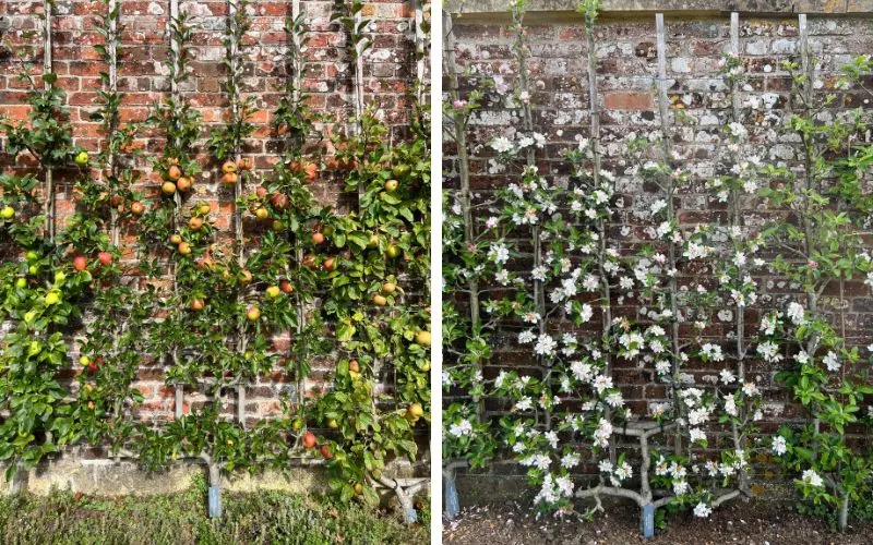 The Art of Espalier Pruning at Home in 4 Easy Steps