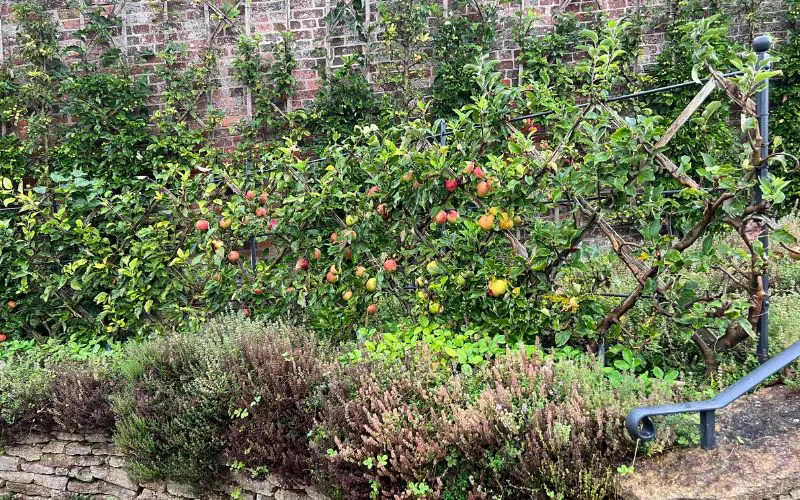 The Art of Espalier Pruning at Home in 4 Easy Steps