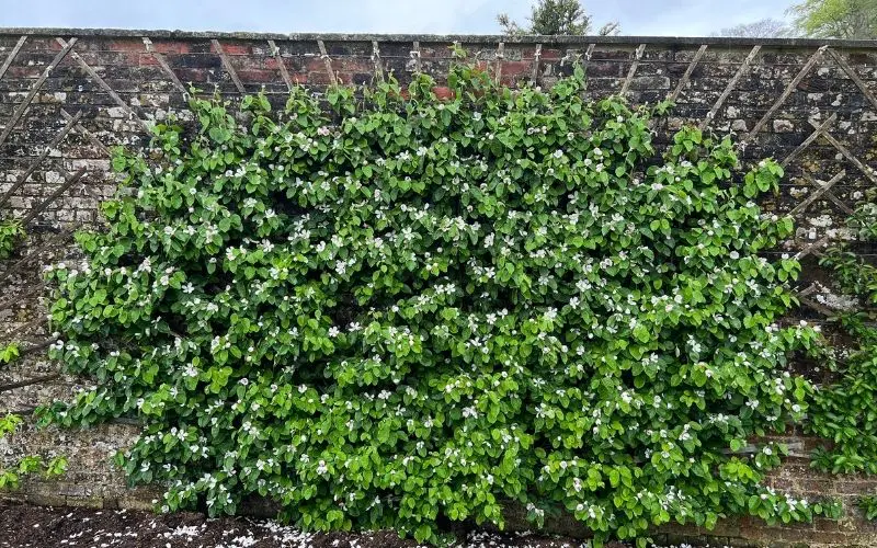Fan -shaped Espalier quince tree at The Newt in Somerset.