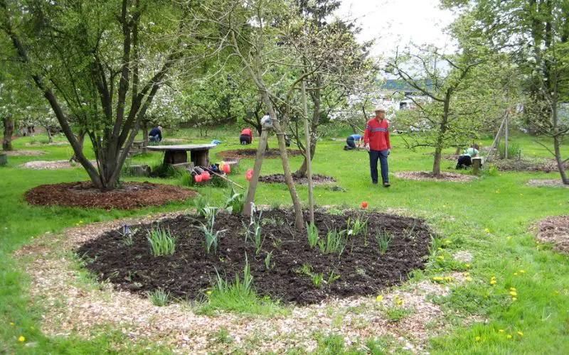Volunteer walks in Strathcona Community Orchard in Vancouver in the spring. The fruit trees are blooming. Espalier pruning