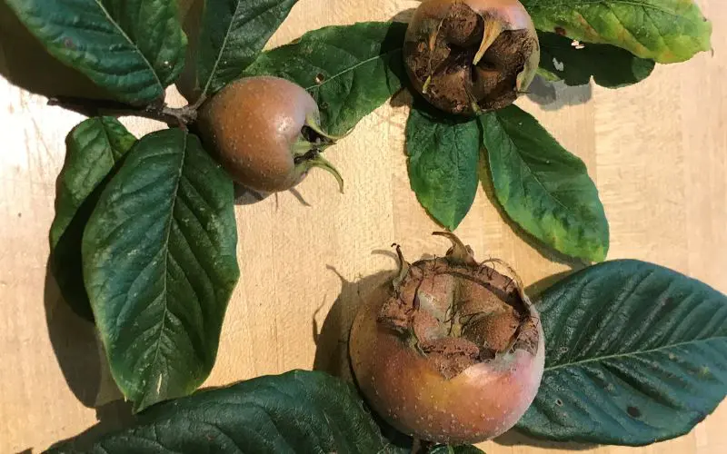 One Iranian medlar with a long and narrow shape with a closed calyx and two Nottingham medlars displayed on table. Medlars.