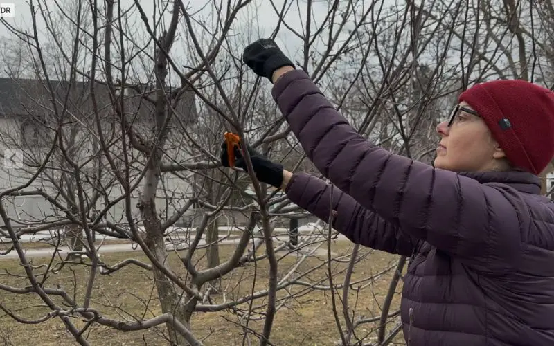Susan Poizner takes fruit tree cuttings from an apple tree in Ben Nobleman Park Orchard in the late winter.