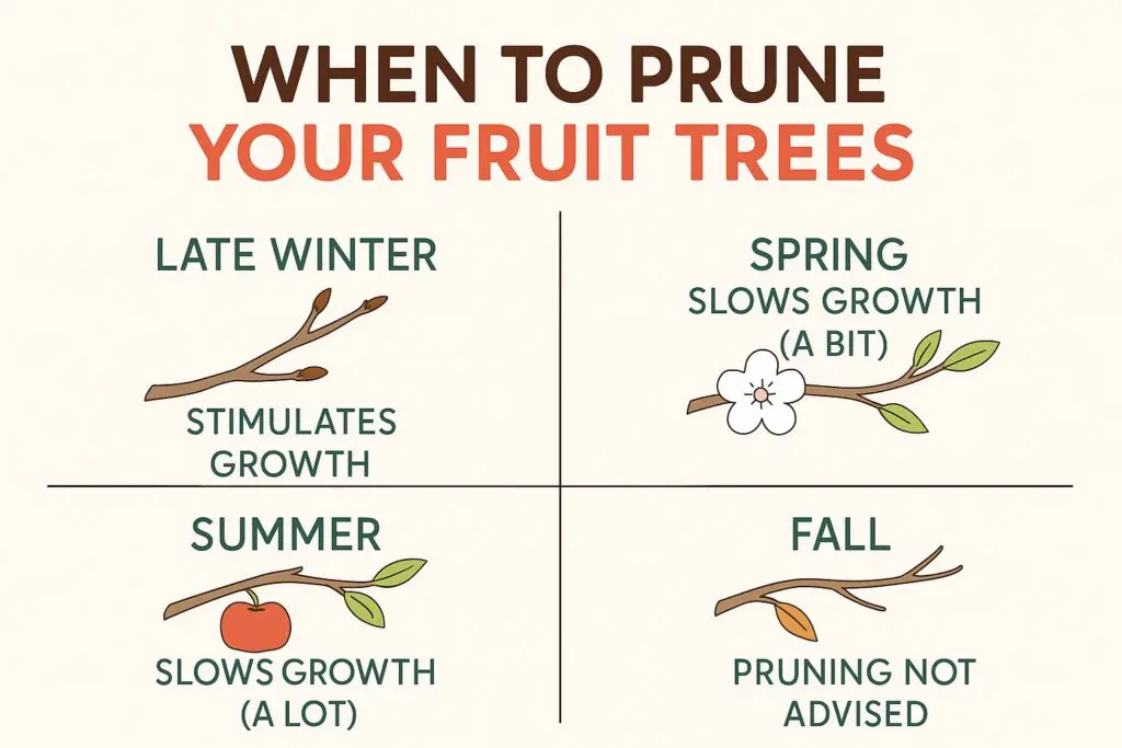 Infographic showing when to prune fruit trees: late winter pruning stimulates growth, spring slows growth a bit, summer slows growth a lot, and fall pruning is not advised.