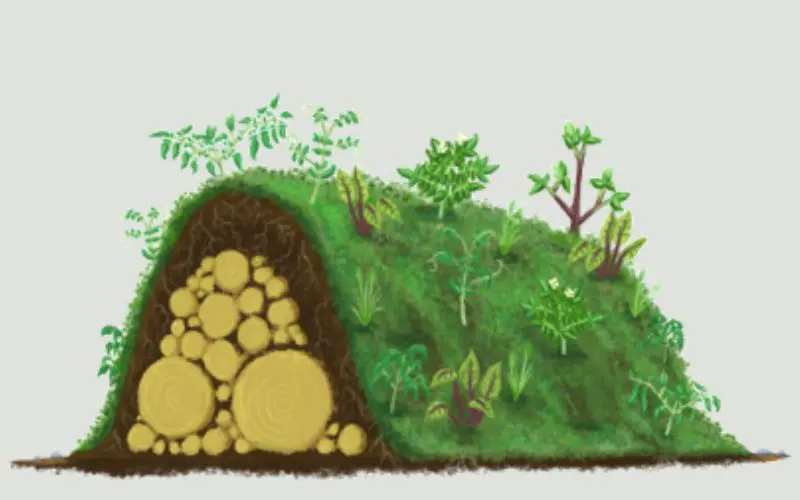 Hugelkultur fruit trees.