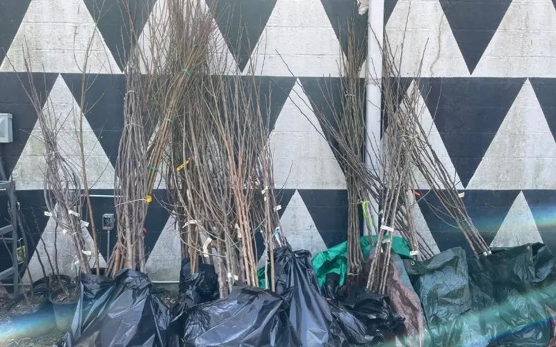 Best Fruit Trees to Grow