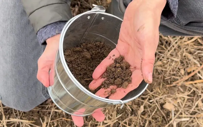 Preparing soil for fruit trees. Ariel holding a sample of healthy loamy soil.