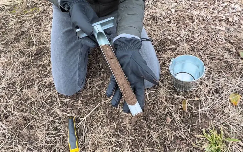 Preparing soil for fruit trees. Ariel holding healthy loamy soil in a soil probe.