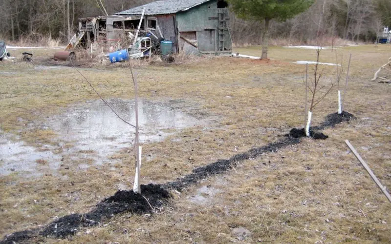 Beginner fruit tree care. A swampy planting area. Photo credit: Orchard People.