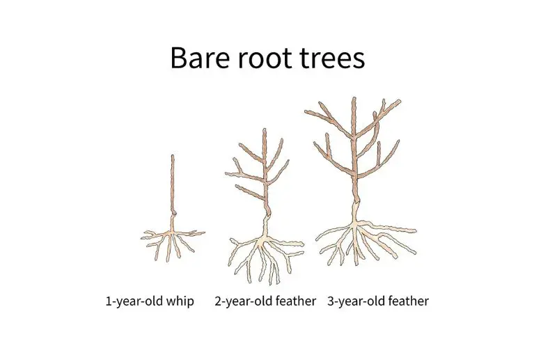 An illustration showing bare root trees: a 1 year old whip, a 2 year old feather, and a 3 year old feather.  Image Credit: Orchard People