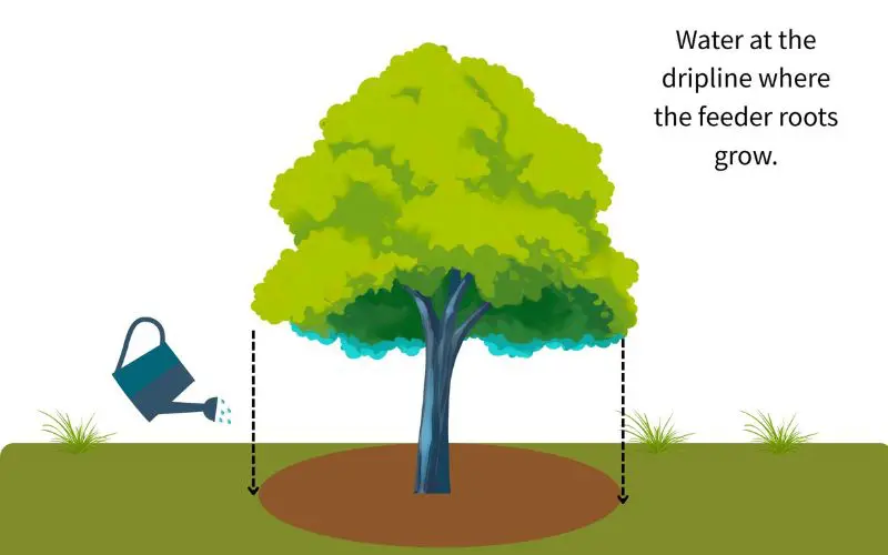 Beginner fruit tree care. Water at the dripline where the feeder roots grow. Image credit: Orchard People