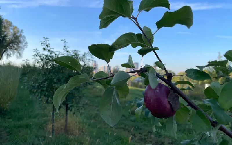 Beginner fruit tree care. Liberty apple, one of the few apples currently truly resistant to the big four diseases. Photo credit: Fruit Tree Planting Foundation