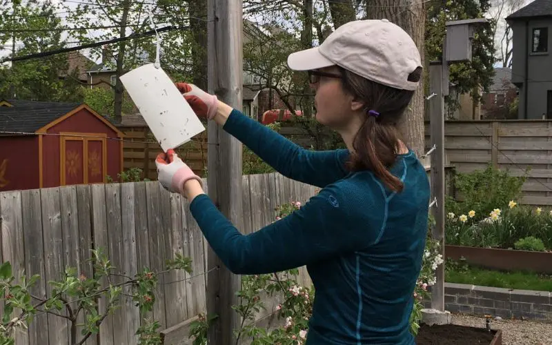 Susan inspecting a trap.