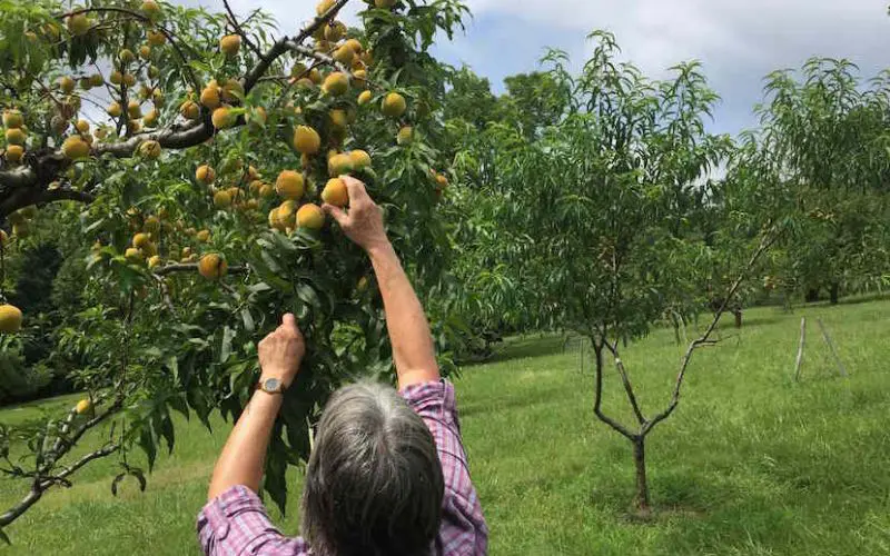 Beginner fruit tree care. Picking heirloom peaches at Thomas Jefferson's "Fruitery" in Monticello. Photo credit: Orchard People