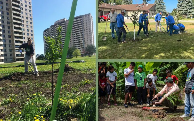 Beginner fruit tree care. Left: Planting day on a sunny and calm day. Photo credit: Orchard People. Top right: Planting crew burying irrigation in Wisconsin. Photo credit: Fruit Tree Planting Foundation. Bottom right: Planting demo in Peru. Photo credit: Fruit Tree Planting Foundation.