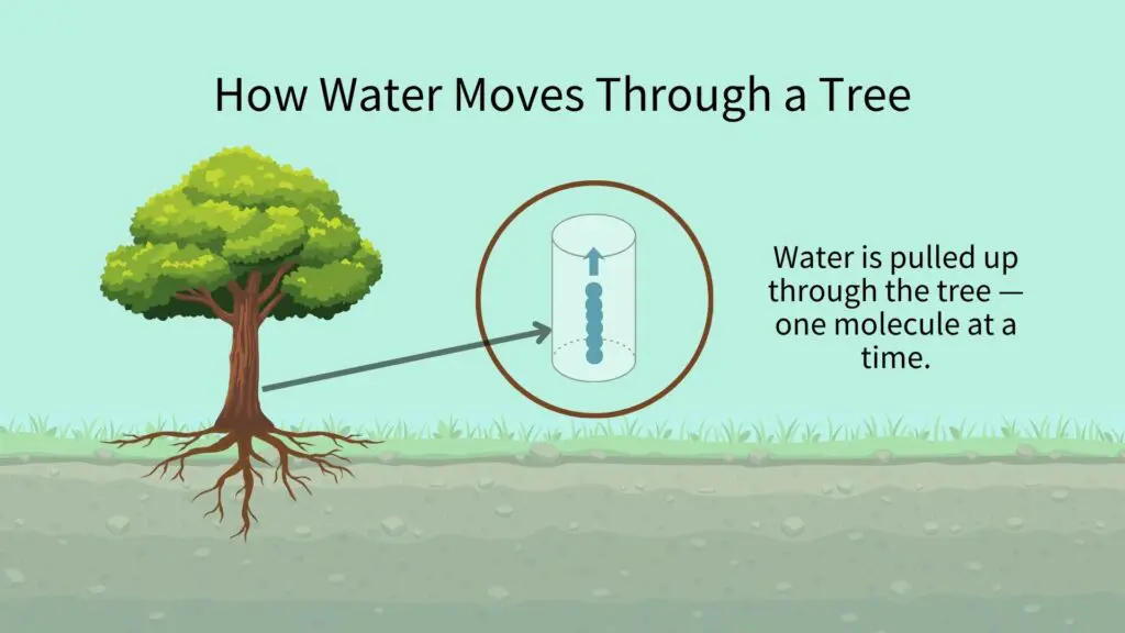 Watering and feeding fruit trees. How water moves through a tree, like moving through a straw, one molecule at a time. Image credit: Orchard People.