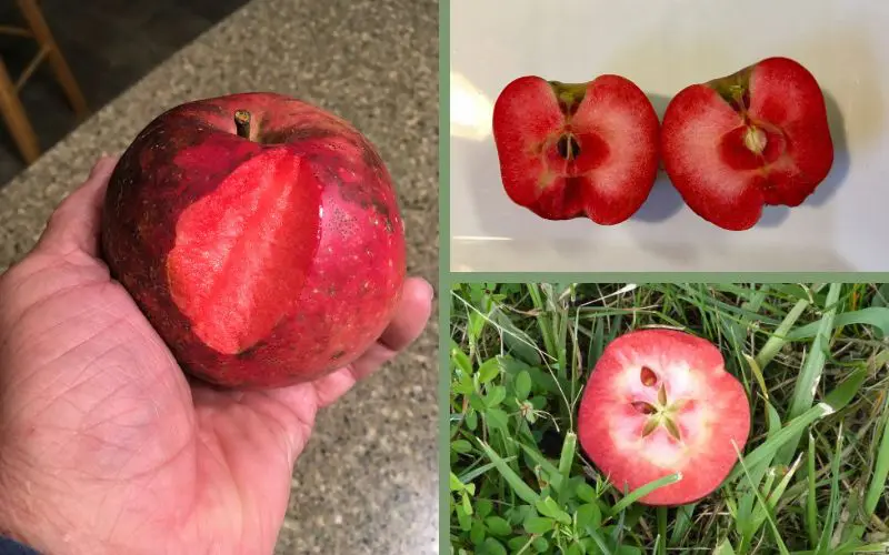 Red fleshed apples.  Photos of apples sliced open showing deep crimson interior and juice.