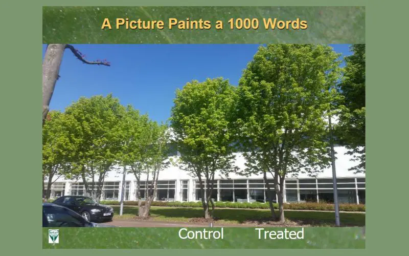 Vertical mulching for fruit trees. Healthy soil can transform a tree. These trees at Stockley Park were part of Dr. Glynn Percival's research into improving compacted soils. The treated trees developed noticeably fuller canopies than untreated trees.