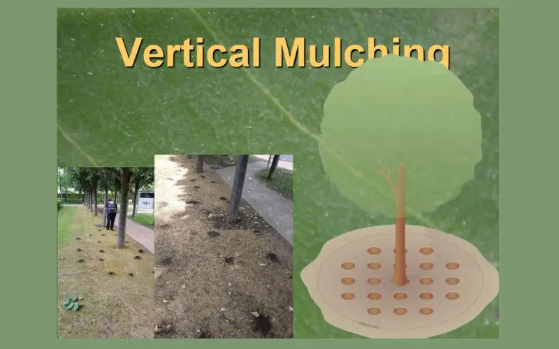 Vertical mulching for fruit trees. Vertical mulching creates narrow columns of improved soil beneath the surface, helping air, water, roots, and beneficial soil organisms move through compacted ground. Photo credit: Bartlett Tree Experts Research Lab